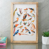 Species of Birds Canvas Painting