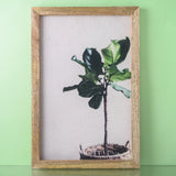 Fiddle Leaf Canvas Painting