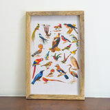 Species of Birds Canvas Painting