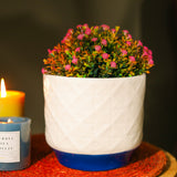 White Marble Textured Ceramic Planter