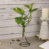 Monstera Testube Planter - The Decor Mart