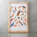 Species of Birds Canvas Painting