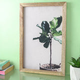 Fiddle Leaf Canvas Painting