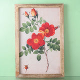 Wild Rose Canvas Painting